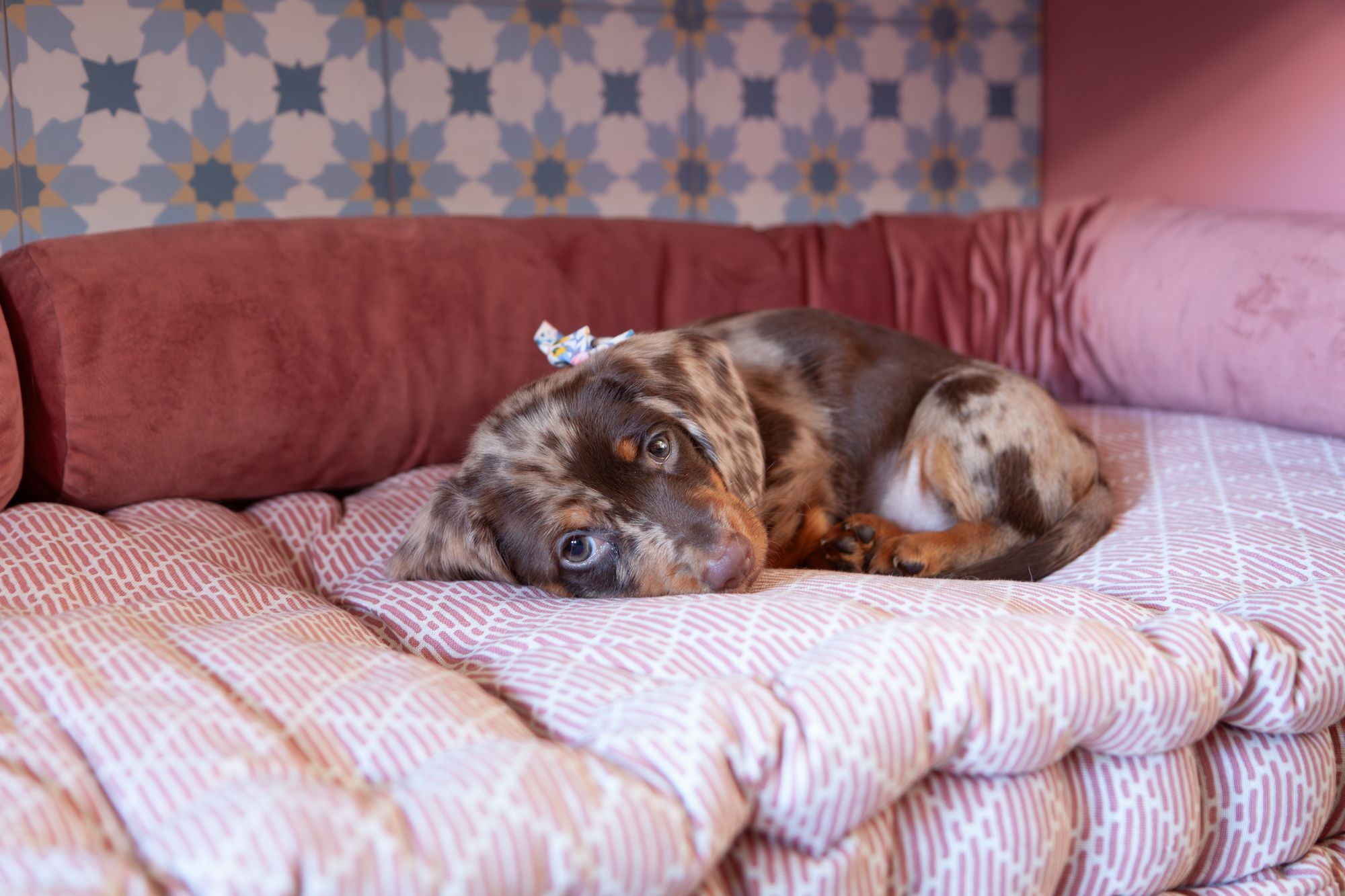 Pippa onze puppy nadat we haar hebben aangeschaft